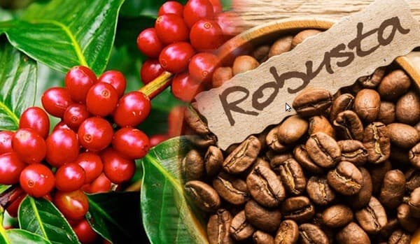cafe-robusta-la-gi-co-nguon-goc-tu-dau