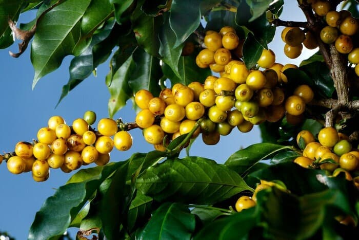 cafe-catuai