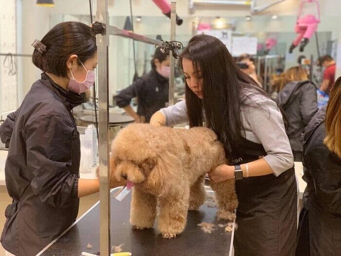 nghien-cuu-thi-truong-spa-thu-cung