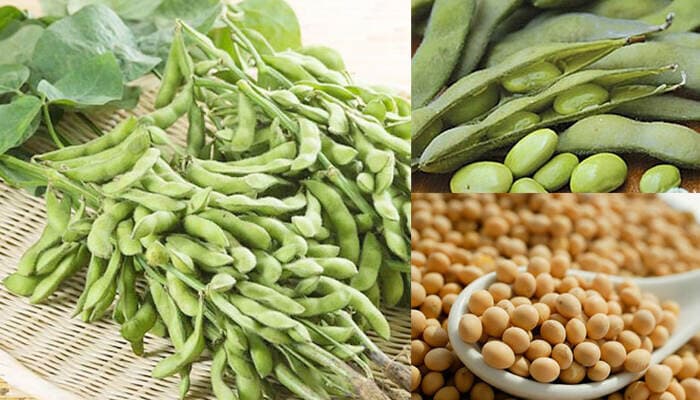 Cây trồng ngắn ngày siêu lợi nhuận đậu tương