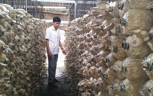 Top 10 mô hình chăn nuôi hái ra tiền tại Việt Nam  Báo Người lao động