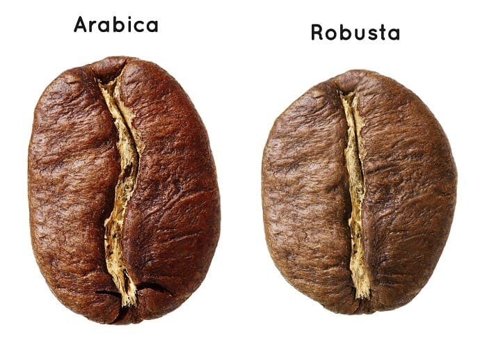 robusta-vs-arabica