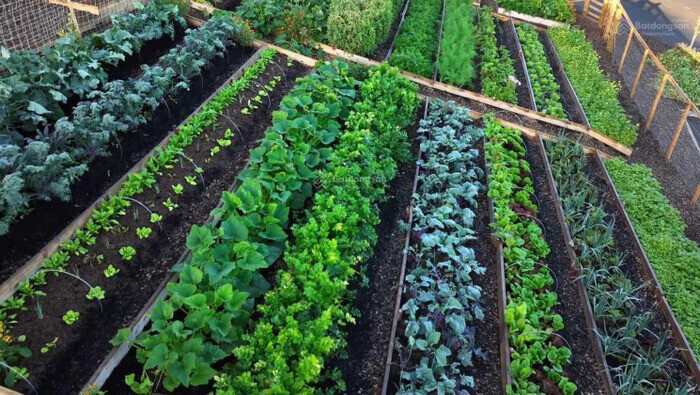 Những ý tưởng kinh doanh ở Trung Quốc cho thuê vườn rau hữu cơ