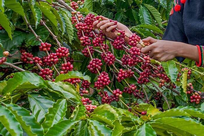 Giá cà phê tăng mạnh tại Việt Nam