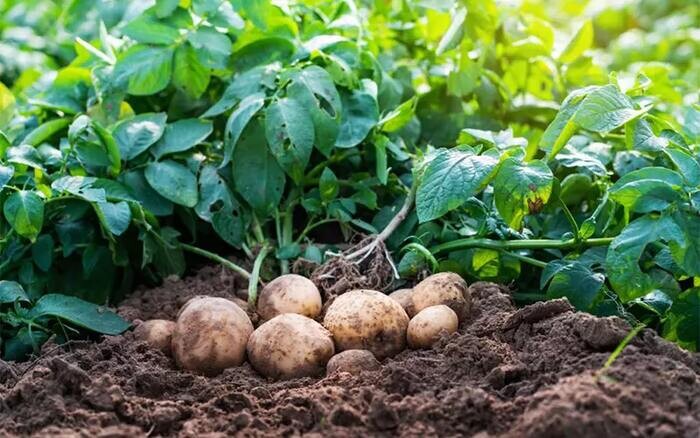 Những loại cây trồng ngắn ngày cho thu nhập cao khoai tây