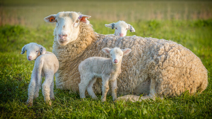Cừu là vật nuôi có giá trị kinh tế lớn